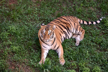 big adult tiger lying on the green grass