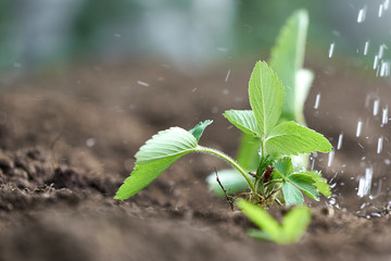 Watering the green plants of strawberries with water drops against the background of the soil.