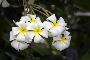 White plumeria flowers Is a tropical flower.