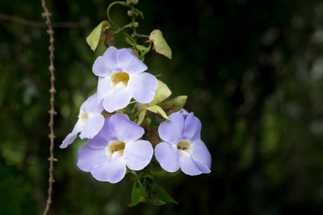 Colorful flowers of Thailand purple color.