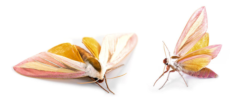 รูปภาพDrury เลือกดูภาพถ่ายสต็อก เวกเตอร์ และวิดีโอ128 Adobe Stock