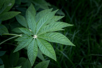 Green leaf on black background.