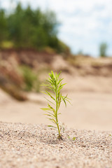 A lone green plant illuminated by sunlight growing on the sand. Photo with copy space. The background in blur.