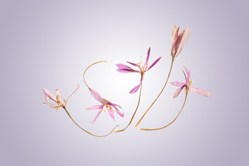 Dancing Autumn Crocus Flowers  flat layed on a color graduated background.