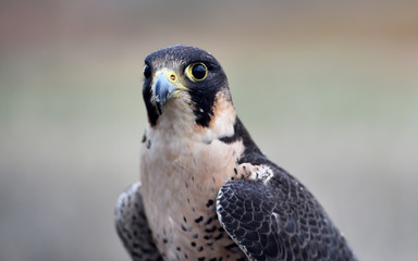 halcon peregrino