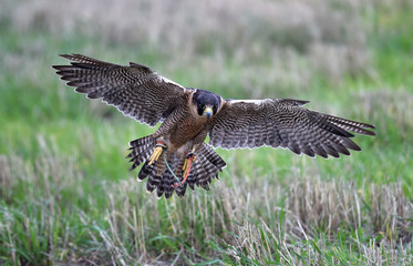 halcon peregino volando