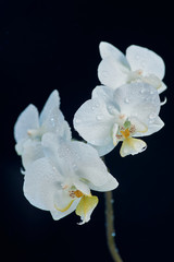 Fototapeta na wymiar White orchid macro shot isolated on black background