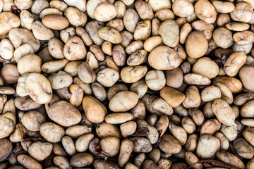 stone floor texture, stone floor in the garden.