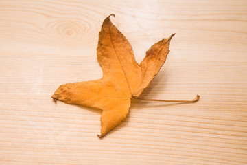 dry leaf on wooden background