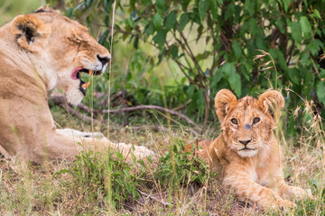 Lion Cub with his mother who is looking in the grass