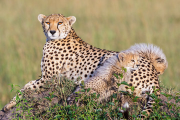 Resting Cheetah with curious cubs