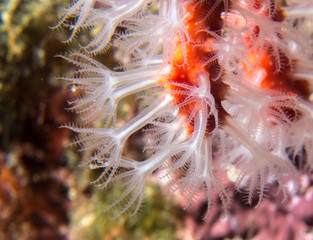 Red Coral on Mediterranean reef