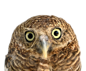 owl of white background