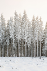 Wintry spruce forest with frost at a clearcut area