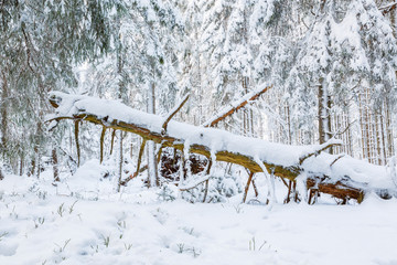 Old snag tree in a winter forest