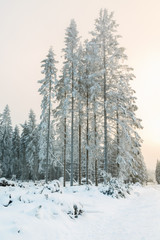 Hoarfrost covered spruce trees in a forest