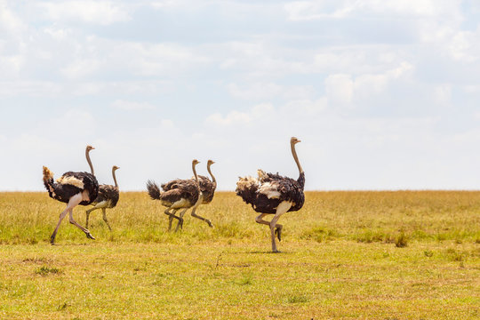 Running ostriches on the African savanna