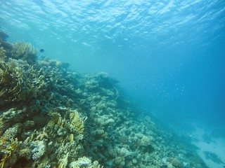 Naklejka na ściany i meble Coral Reef underwater in the sea