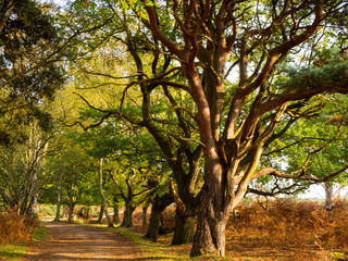 Fototapeta premium Trail through the woods at Skipwith Common National Nature Reserve, North Yorkshire, England