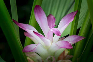 Krachiew flowers are flowers of Thailand. Violet flower.