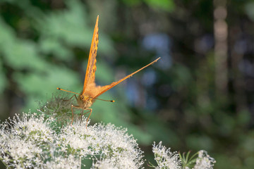 Orange butterfly on white flowers in spring with green bokeh background. Animal, butterflies, botanical, natural theme.