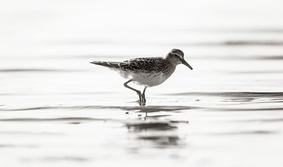 Sandpiper