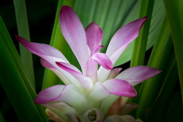 Fototapeta premium Krachiew flowers are flowers of Thailand. Violet flower.