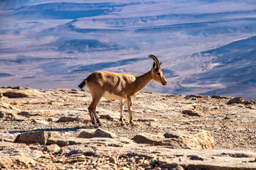 Nubian goat standing on a rocky surface in the background of Ramon Crater