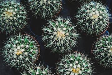 Many pots  of cacti top view in dark vintage tone color.  Cactus texture  in the botanical garden.