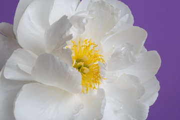 Beautiful white peony flower isolated on purple background.