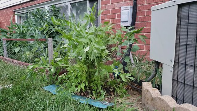 Home garden - Watering Lovage  or Levisticum officinale plant growing next to air conditioner unit next to small garden bed of other vegetables alongside windows and red brick wall.