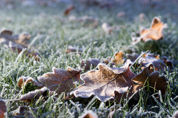 Frosted oak leaves