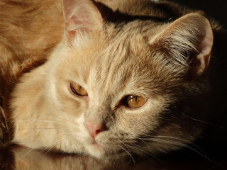 Ginger Scottish Straight  cat named Peach. 
