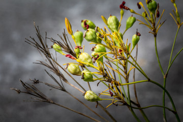Colorful flowers of Thailand Red and yellow