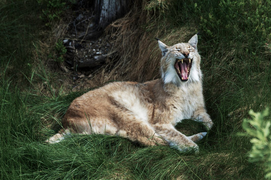 Portrait of yawning lynx in nature. Lynx, predator, killer, yawning, wildlife, wilderness, animal concept.