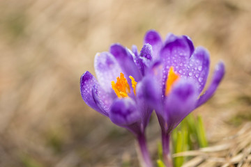 crocus flower on the mountain slopes in spring after snow melts