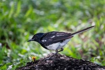 Small Bird sits on a wooden post.