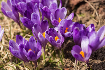 crocus flower on the mountain slopes in spring after snow melts