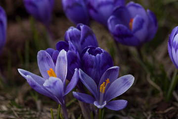 crocus flower on the mountain slopes in spring after snow melts