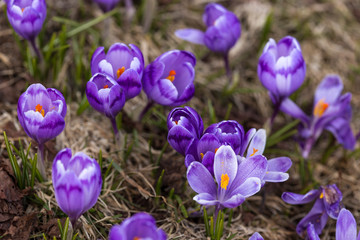 crocus flower on the mountain slopes in spring after snow melts