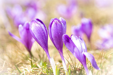 crocus flower on the mountain slopes in spring after snow melts