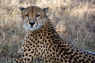 Cheetah (Acinonyx jubatas) at rest in the bush of the Maasai Mara, Kenya