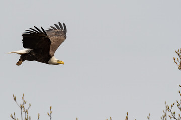 An American Bald Eagle in flight against a white sky.