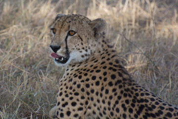 Cheetah (Acinonyx jubatas) at rest in the bush of the Maasai Mara, Kenya