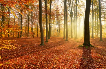 Herbstmorgen im alten Wald © Piotr Krzeslak