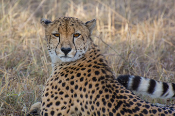 Cheetah (Acinonyx jubatas) at rest in the bush of the Maasai Mara, Kenya