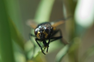 Closeup fly on green leaf with big proboscis, big eyes and yellow wings front view