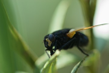 Closeup fly on green leaf with big proboscis, big eye and yellow wings side view
