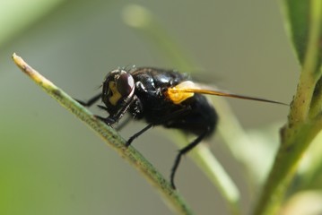 Closeup fly on green leaf with big proboscis and yellow wings side view