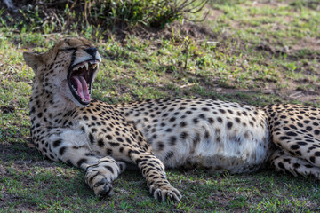 Cheetah (Acinonyx jubatas) at rest in the bush of the Maasai Mara, Kenya
